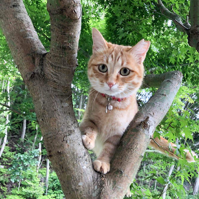 保護ねこ「こむぎ」