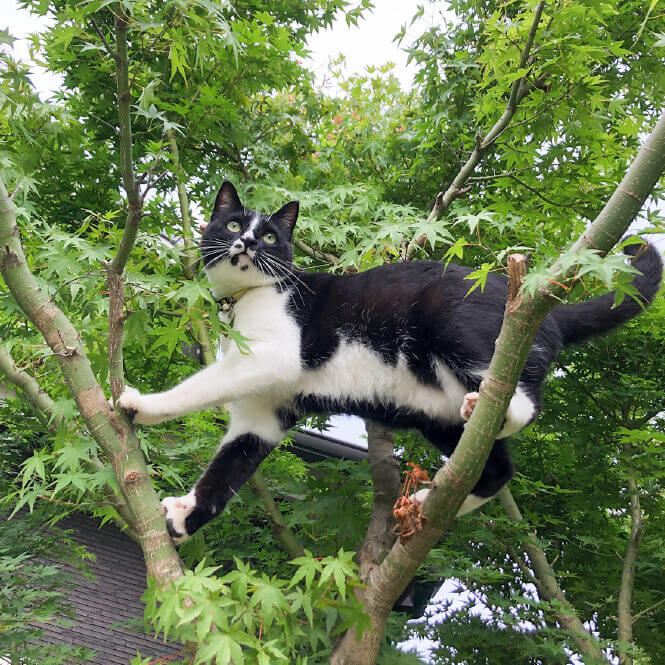 保護ねこ「こてつ」